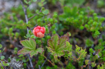 Red cloudberry on a background of green leaves