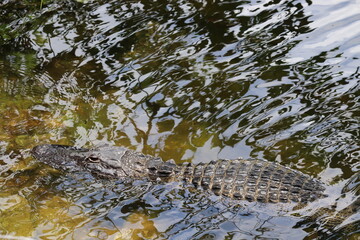 Alligator Getting Some Sun