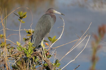 Little Blue Heron