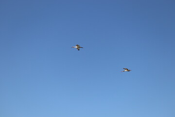 Obraz na płótnie Canvas A Pair of Ibis in Flight