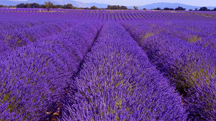 Obraz premium The lavender fields of Valensole Provence in France - travel photography 