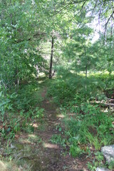footpath in the woods