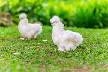 Silkie chicken in garden