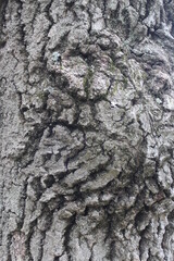 tree bark texture