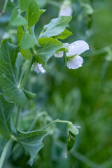 Young flowering plant of the pea.