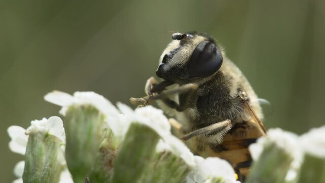 Macro shot of Hoverfly on a white flower cleaning its paws and eyes.