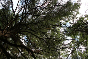 Fototapeta premium trees and sky