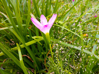 Small pink flower Beautiful in nature