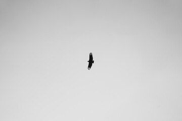 black vulture in flight