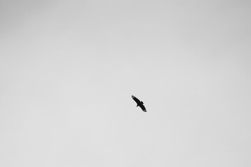 black vulture in flight