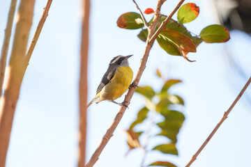 Coereba flaveola Bird on a branch