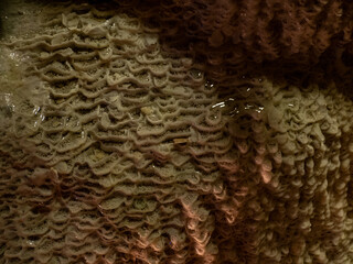 岡山県　井倉洞　奇怪な地底　鍾乳洞