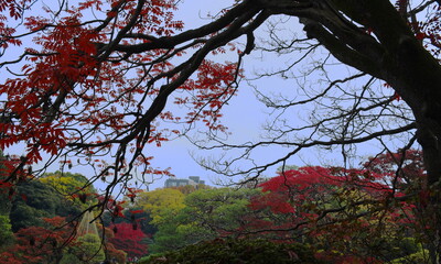 紅葉の木々と雪吊りのある景色