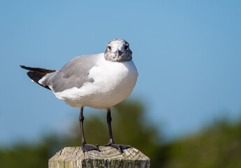 Seagull at the Beach