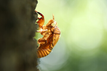セミのぬけ殻　アブラゼミ
