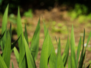 The tips of the large green leaves of the plant are under the sun.