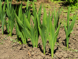 Obraz premium Large green leaves of a plant planted in the ground in a line, under the sun's rays.