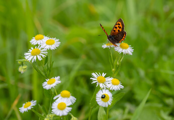 Obraz premium 蝶々と花