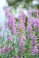 Obraz premium ミソハギの花 池のほとり