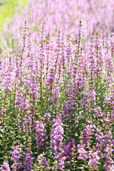 Obraz premium ミソハギの花