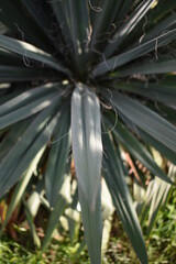 Yucca Plant Leaves