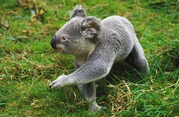 KOALA phascolarctos cinereus, ADULT WALKING ON GRASS, AUSTRALIA
