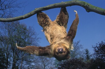 TWO TOED SLOTH choloepus didactylus HANGING UPSIDE DOWN FROM BRANCH AGAINST BLUE SKY