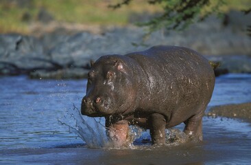 HIPPOPOTAMUS hippopotamus amphibius, ADULT ENTERING WATER, MASAI MARA PARK IN KENYA