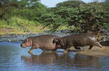 HIPPOPOTAMUS hippopotamus amphibius, ADULTS ENTERING WATER, MASAI MARA PARK IN KENYA