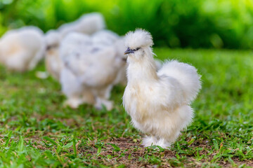 Silkie chicken in garden