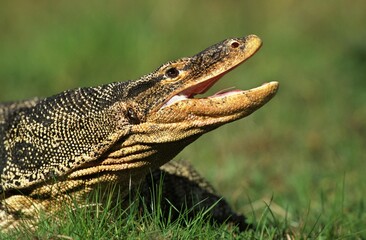 HEAD CLOSE-UP OF WATER MONITOR ADULT LIZARD varanus salvator, OPENED MOUTH