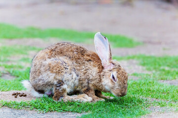 Beauty rabbit at zoo Thailand