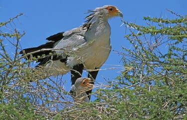 ADULT SECRETARY BIRD sagittarius serpentarius WITH CHICK AT NEST IN AN ACACIA TREE, AGAINST BLUE SKY