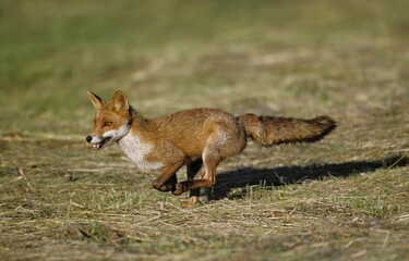 RED FOX vulpes vulpes RUNNING ON GRASS