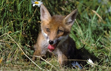 YOUNG RED FOX vulpes vulpes ON GRASS, STICKING TONGUE OUT
