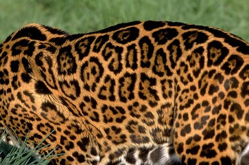 JAGUAR panthera onca, CLOSE-UP OF HAIR COAT