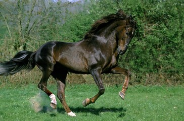 LUSITANO HORSE GALLOPING THROUGH THE MEADOW