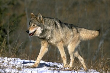 Naklejka na ściany i meble NORTH AMERICAN GREY WOLF canis lupus occidentalis, ADULT WALKING IN SNOW, CANADA