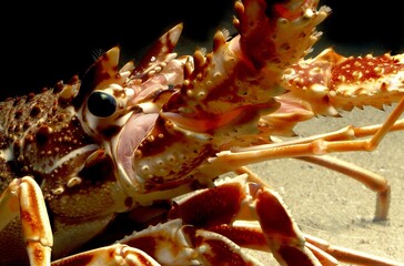 ROCK LOBSTER palinurus vulgaris, HEAD CLOSE-UP SHOWING EYE AND ANTENNA