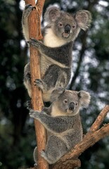 KOALA phascolarctos cinereus, ADULTS ON BRANCH, AUSTRALIA