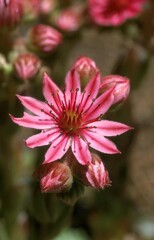 FLOWER OF COBWEB HOUSELEEK sempervivum arachnoideum IN VANOISE IN FRANCE