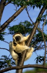 VERREAUX'S SIFAKA propithecus verreauxi SCRATCHING ITS HEAD ON A BRANCH IN MADAGASCAR