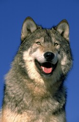NORTH AMERICAN GREY WOLF canis lupus occidentalis, HEAD OF ADULT AGAINST BLUE SKY
