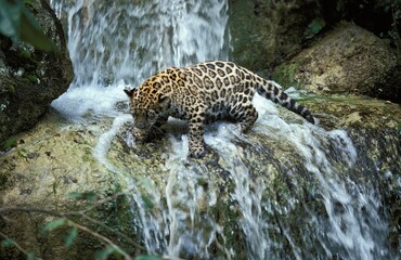 Fototapeta na wymiar JAGUAR panthera onca, YOUNG ON ROCK CROSSING A WATERFALL