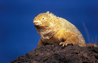 GALAPAGOS LAND IGUANA conolophus subcristatus, ADULT ON ROCK