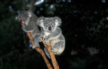 KOALA phascolarctos cinereus, ADULTS ON BRANCH, AUSTRALIA