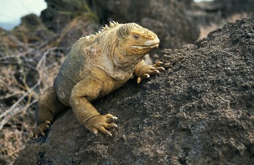 GALAPAGOS LAND IGUANA conolophus subcristatus, ADULT ON ROCK