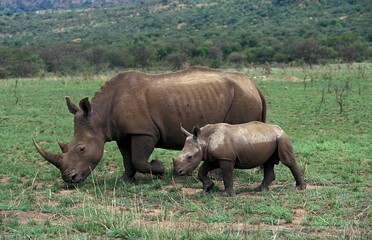 WHITE RHINOCEROS FEMALE AND YOUNG ceratotherium simum IN SOUTH AFRICA