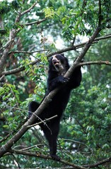 SPECTACLED BEAR tremarctos ornatus, ADULT IN A TREE