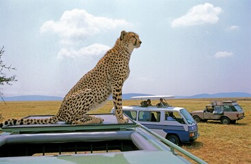 Cheetah, acinonyx jubatus, sitting on the Roof af a Car, Safari at Masai Mara Park in Kenya © slowmotiongli